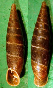 Tabella della Famiglia Clausilidae